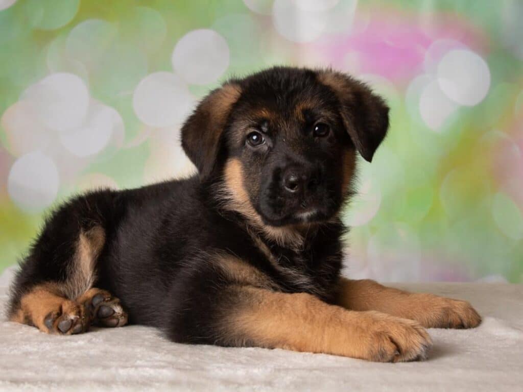 Picture 2 of a 1 month old German Shepherd