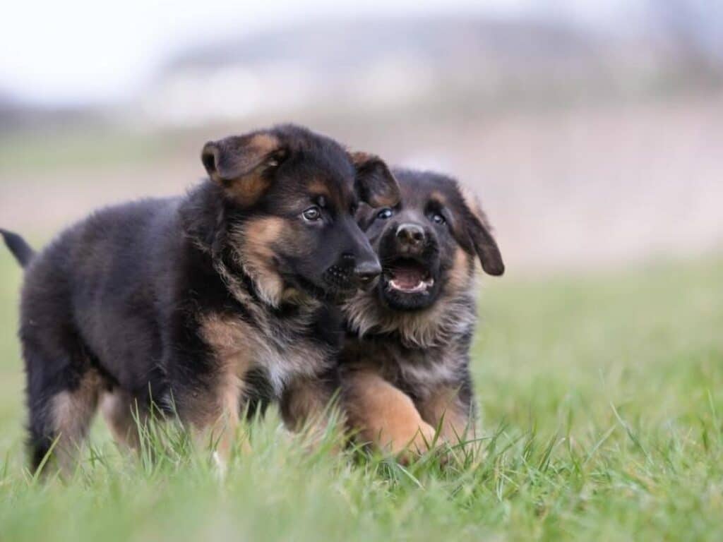 1 month old german shepherd puppies playing