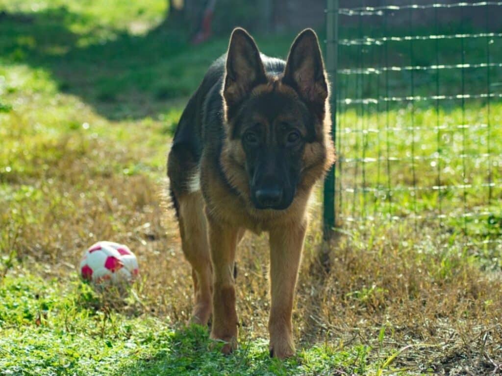 10 month old german shepherd dog