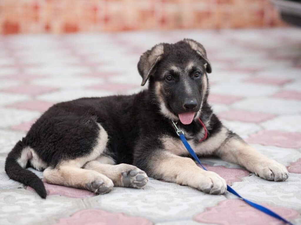 Image 1 of a 2 month old German Shepherd puppy