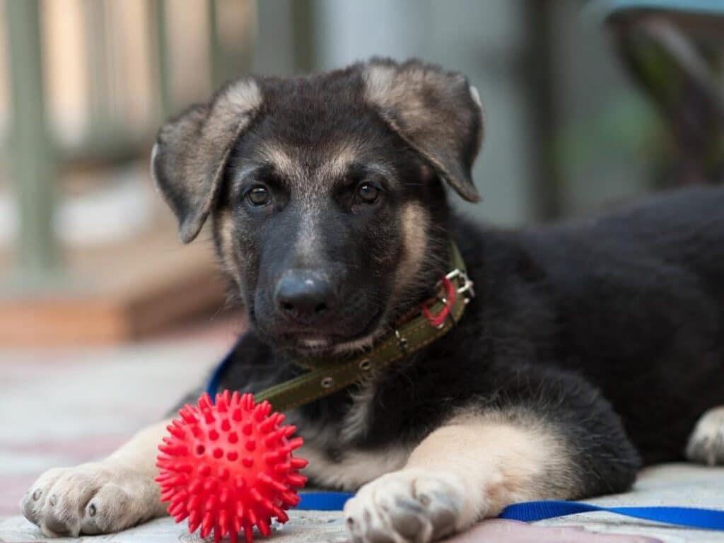 Image 3 of a 2 month old German Shepherd puppy