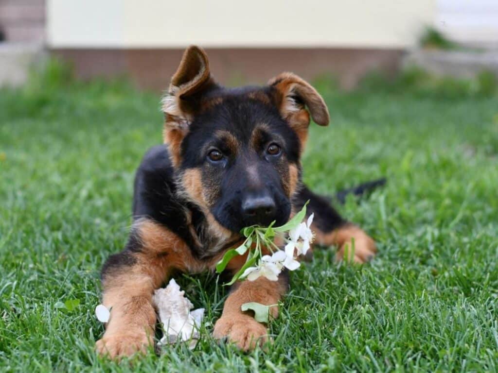 3 month old german shepherd puppy with flowers