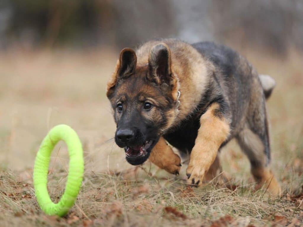 Picture of a 3 month old German shepherd puppy training