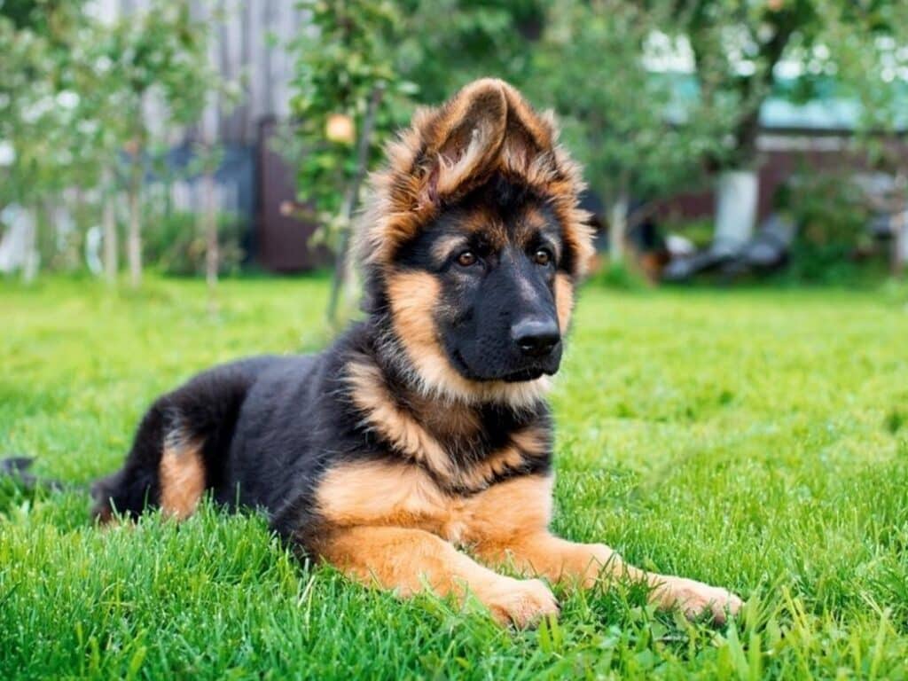 picture of a 3 month old German Shepherd