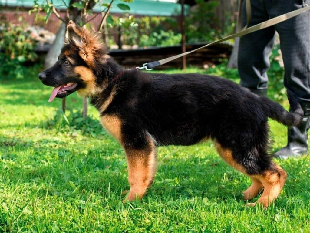 picture of a 3 month old german shepherd puppy 