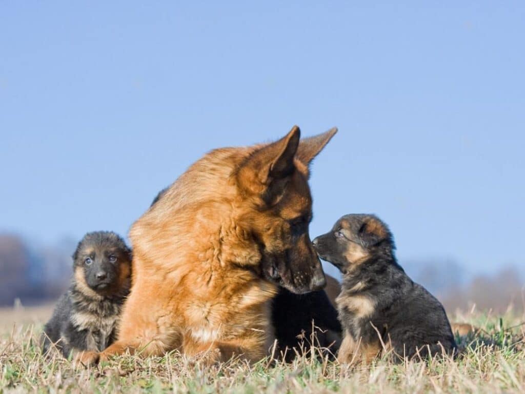 how many puppies can a German shepherd have at once