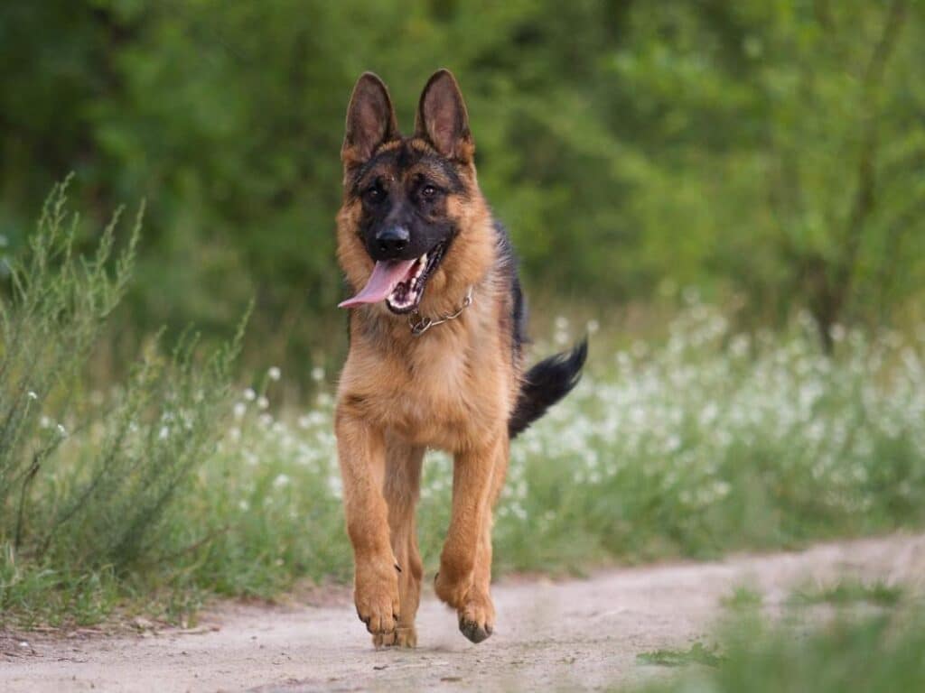7-Month-Old German Shepherd running with its tongue out