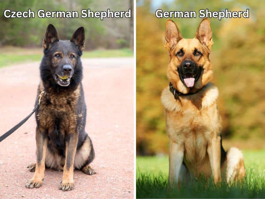 Czech Shepherd vs German Shepherd