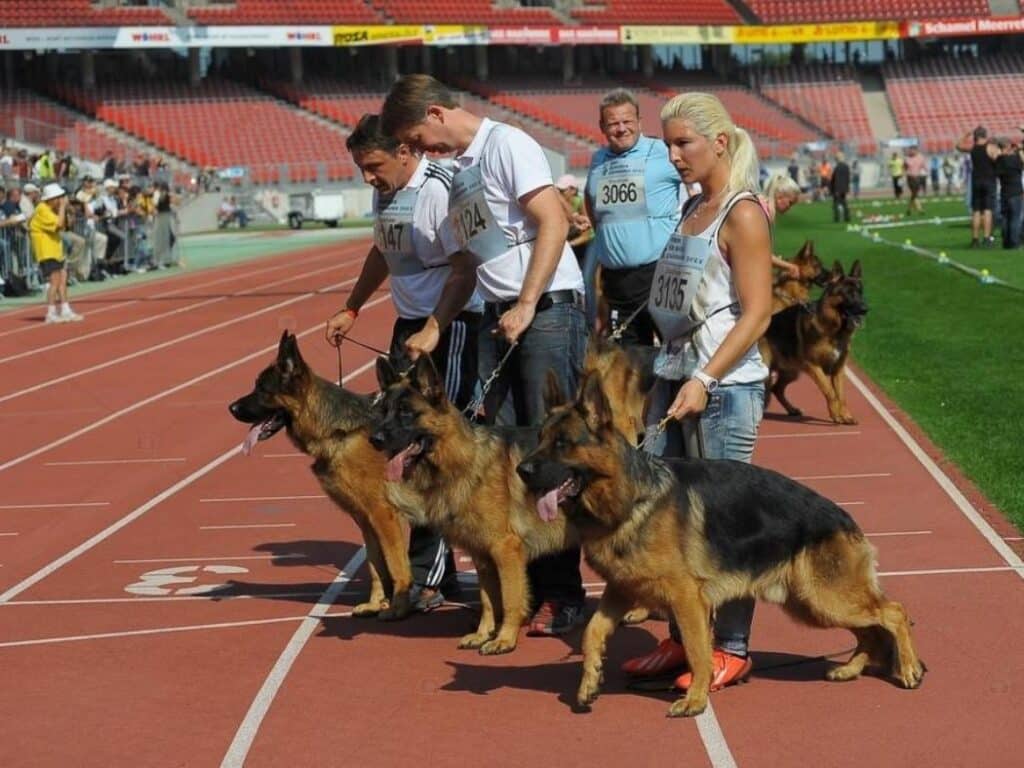 german shepherds in dog shows