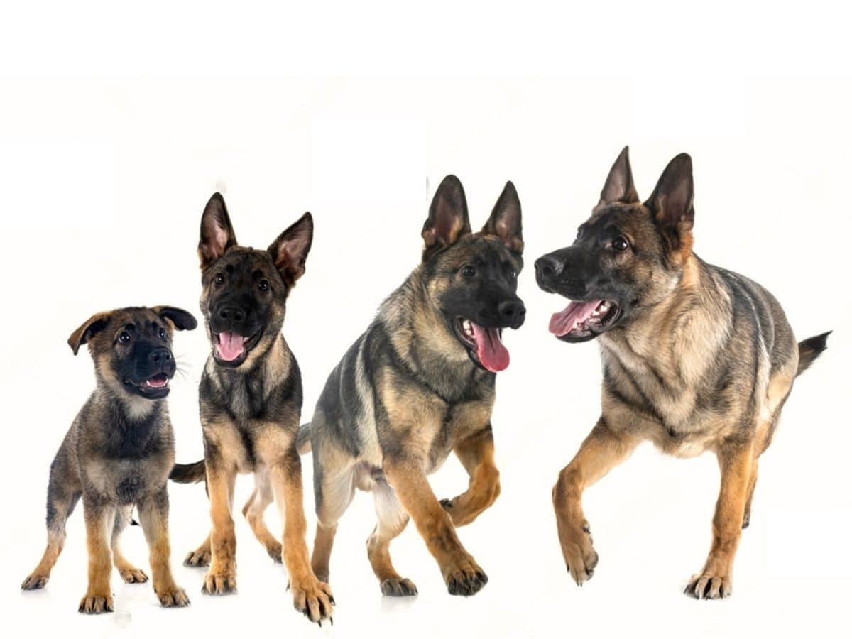When Do German Shepherds Stop Growing? Growth Chart