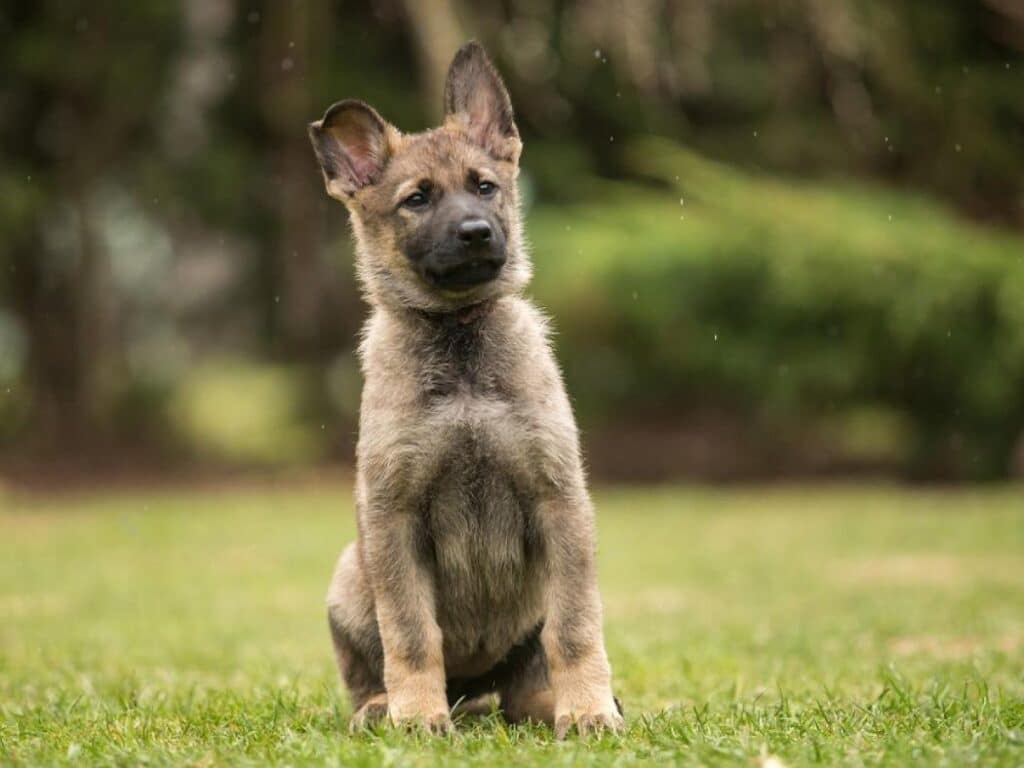 Picture of a 2 month old German Shepherd puppy