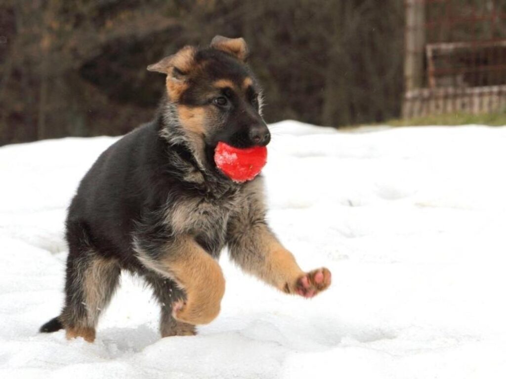 2 month old german shepherd puppy playing in snow