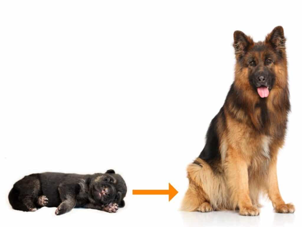 German shepherd growth from puppy to adult showing When Do German Shepherds Stop Growing