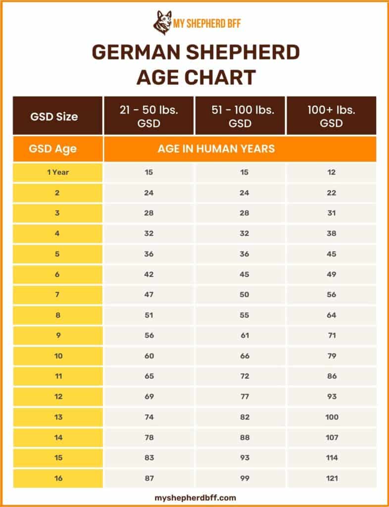 German Shepherd Age Chart