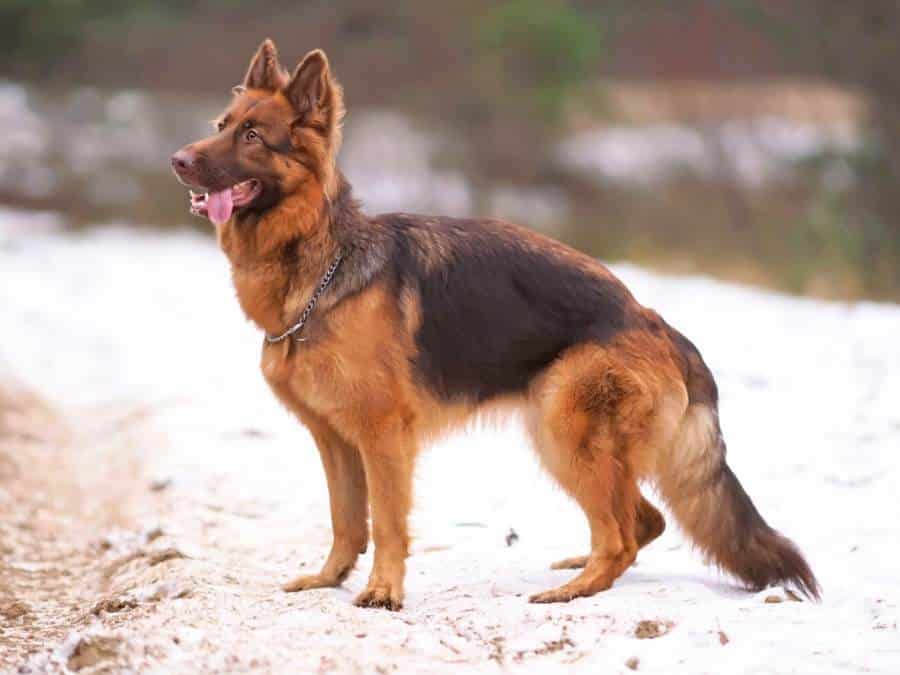 Image of a Liver German Shepherd on snow