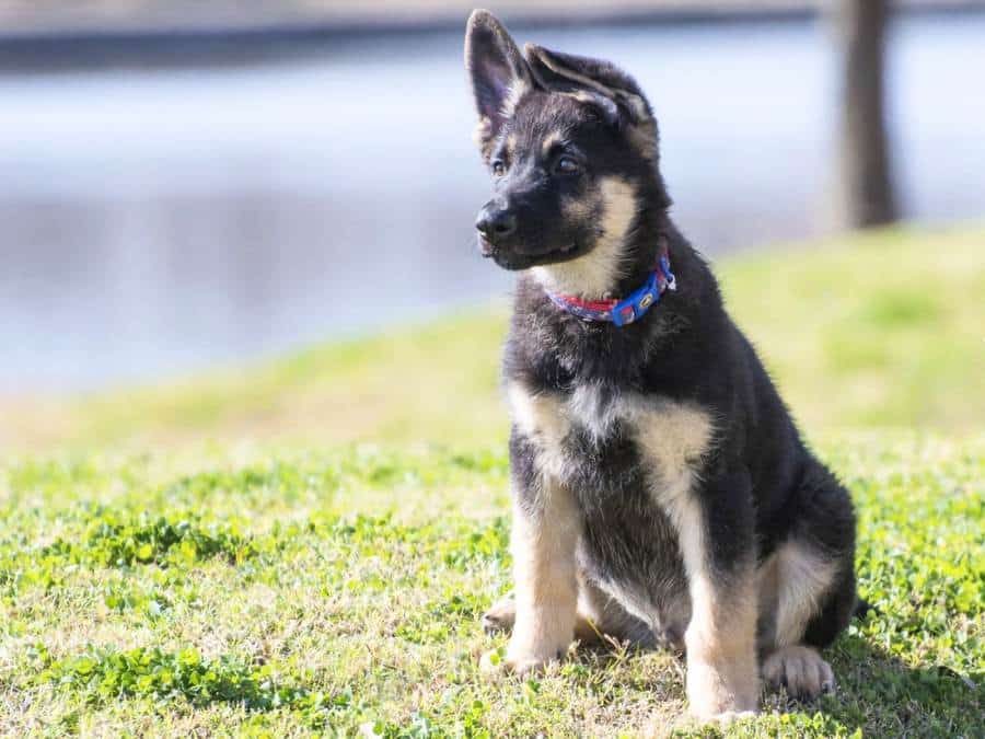 Picture of 3 Month Old GSD