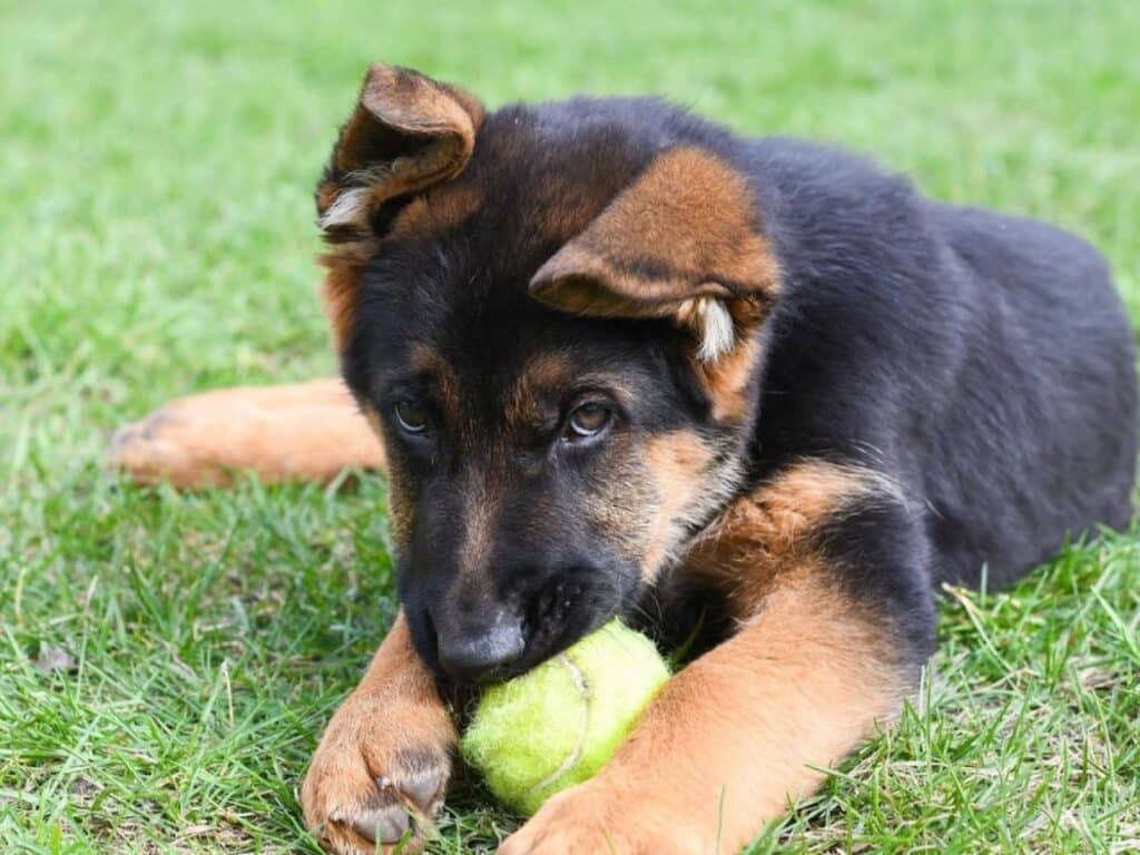 3 month old german shepherd puppy playing with ball