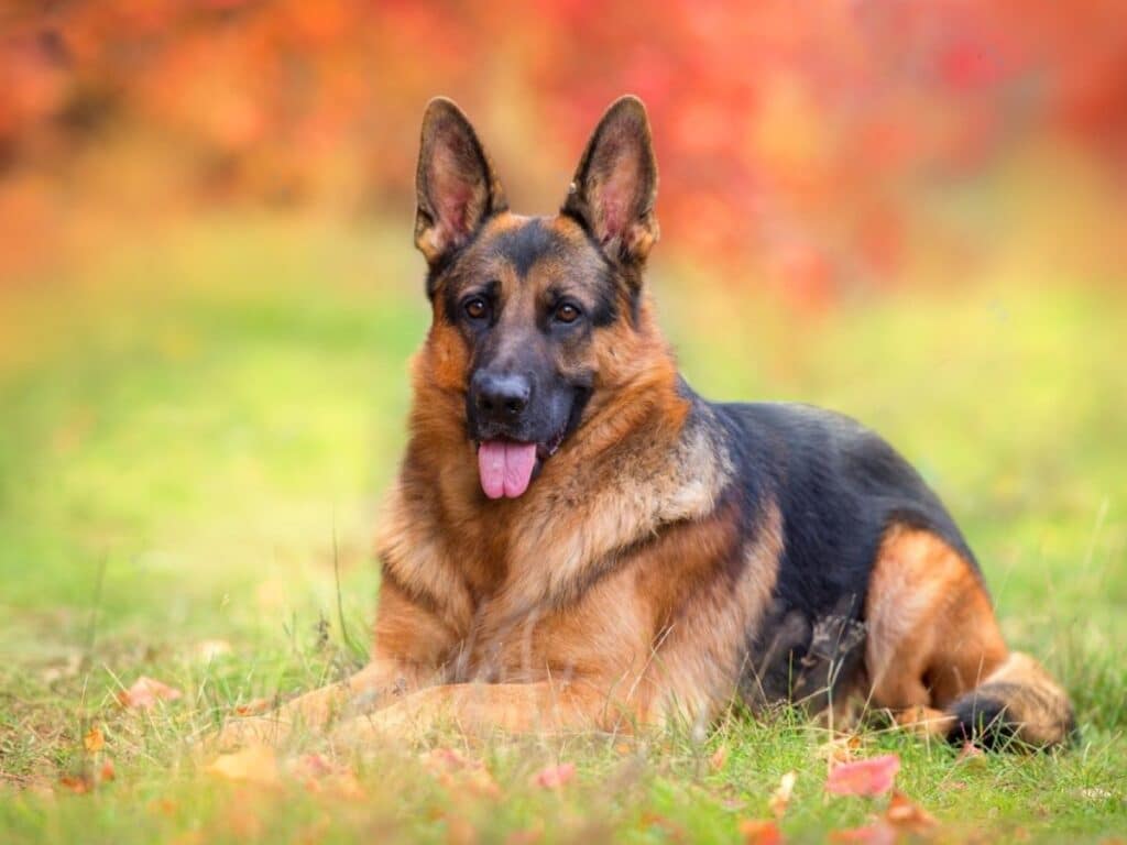 Red and black german shepherd is sitting on the grass