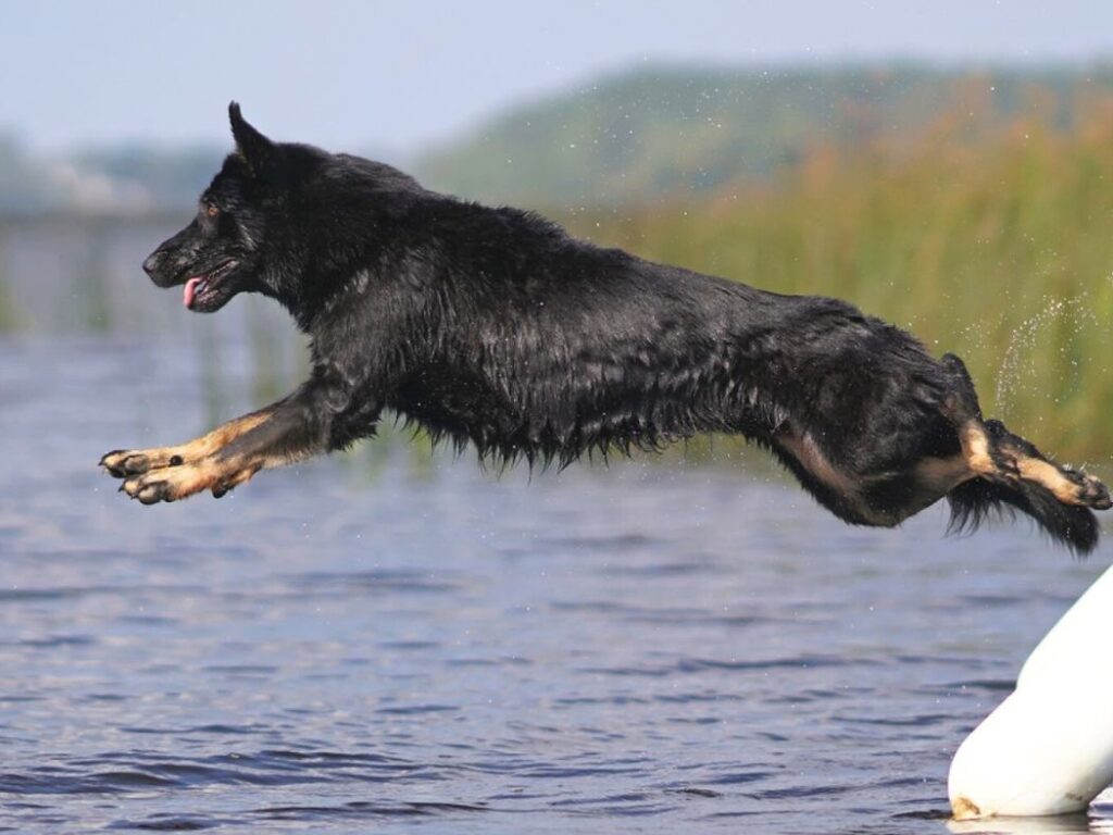 bi color german shepherd jumping in water