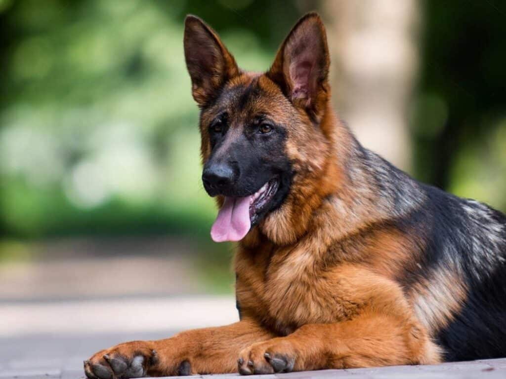 red and black 7-Month-Old German Shepherd sitting on the ground