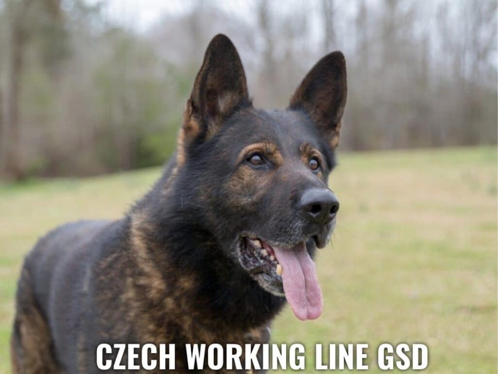 A Czech working line Shepherd