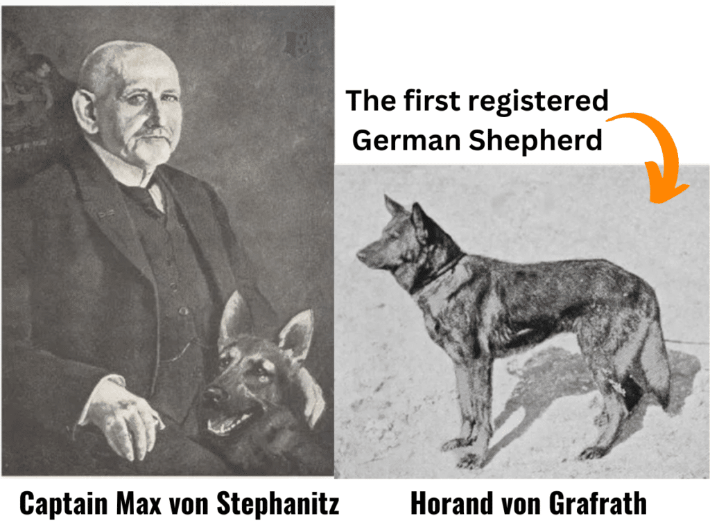 first type of german shepherd ever registered