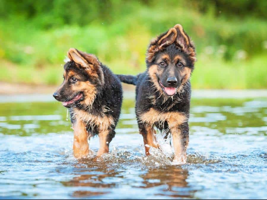socializing your German shepherd in different environments