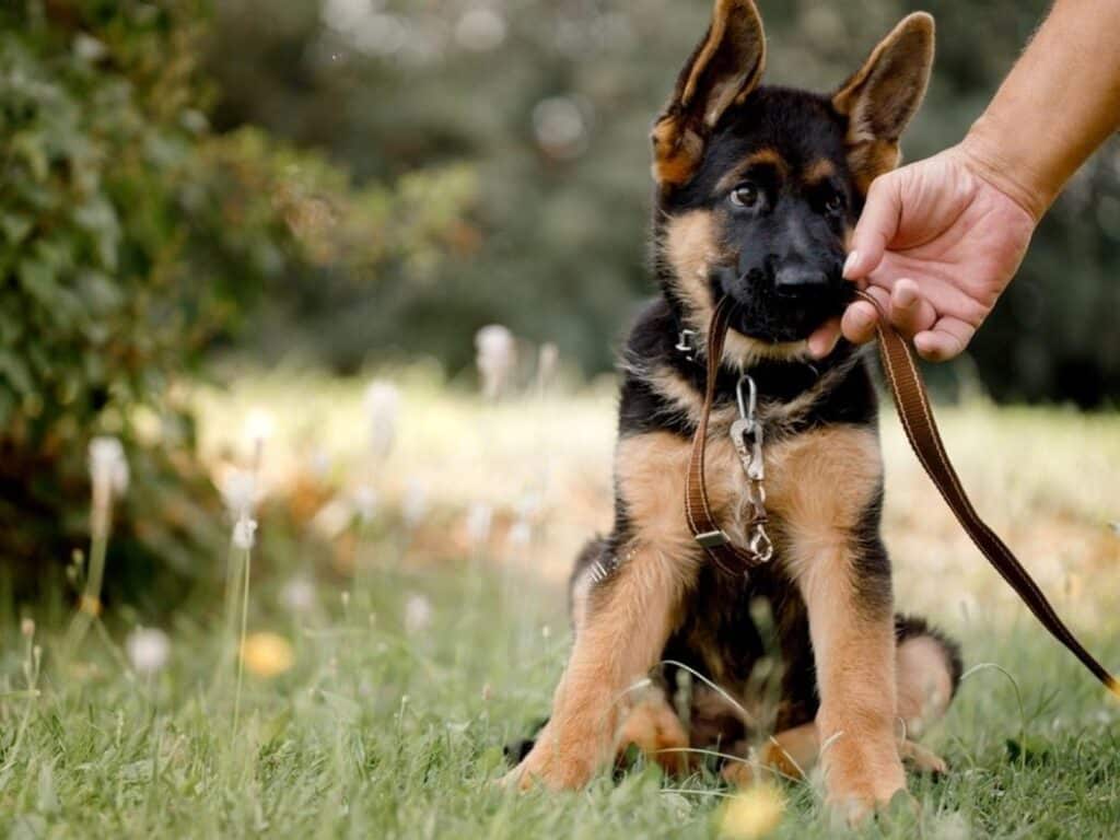 german shepherd puppy potty training