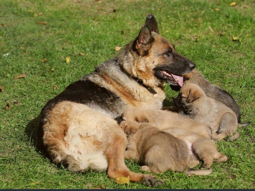how many puppies can a female German shepherd have
