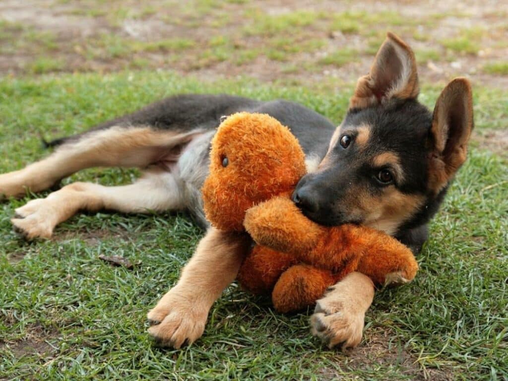 how to discipline a german shepherd puppy with toy