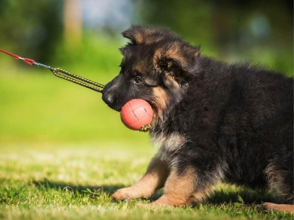 german shepherd puppy being disciplined
