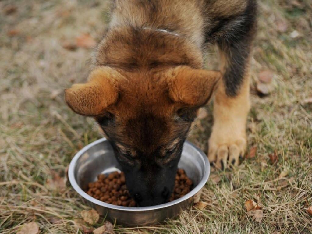 german shpehrd puppy eating dog food