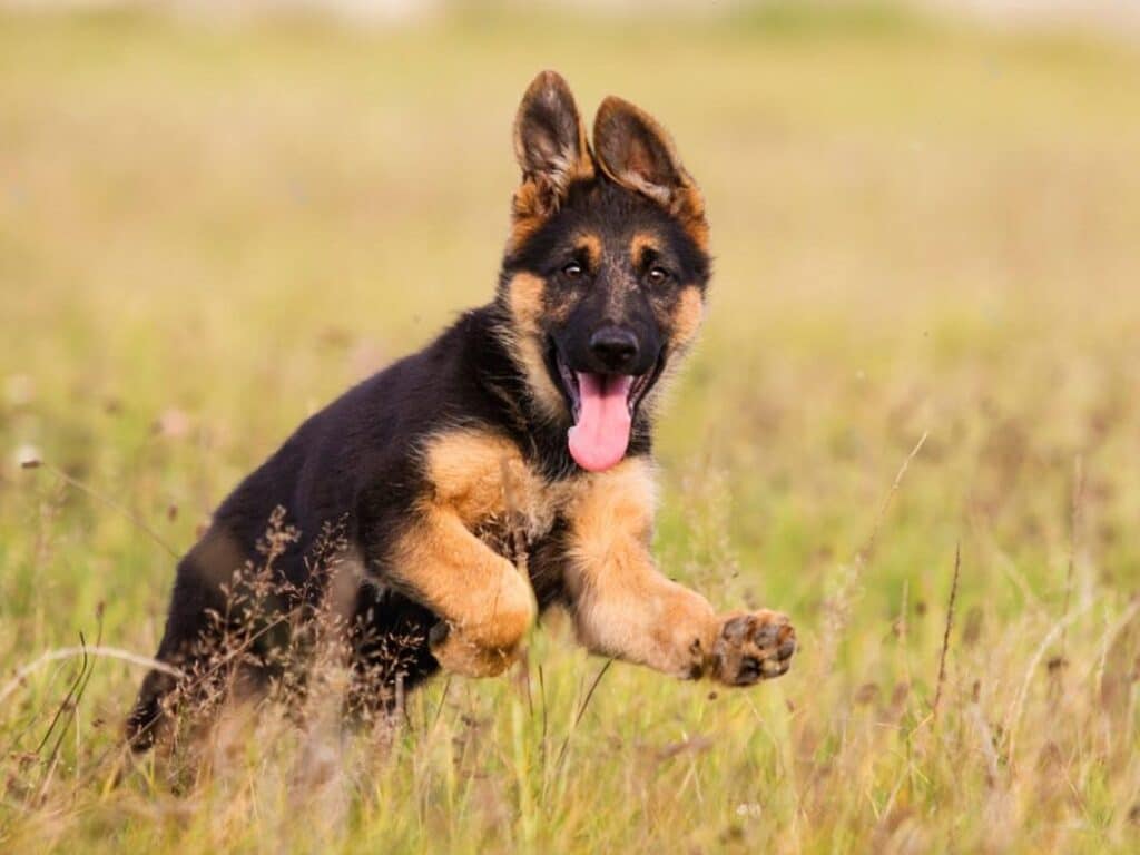german shepherd puppy running