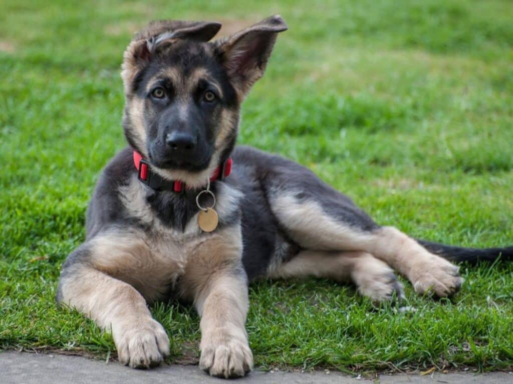 german shepherd pup with floppy ears
