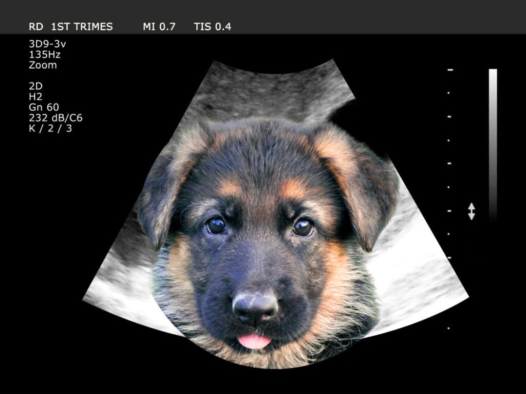 what to expect with a gsd puppy