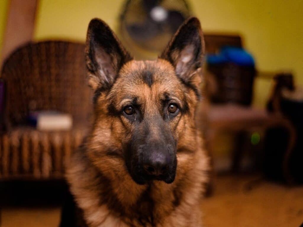 why does my german shepherd stare at me when its anxious