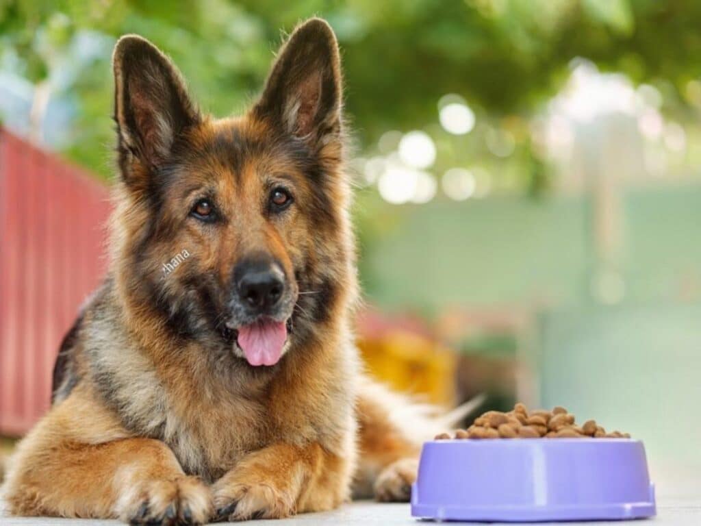 Adult german shepherd with dog food