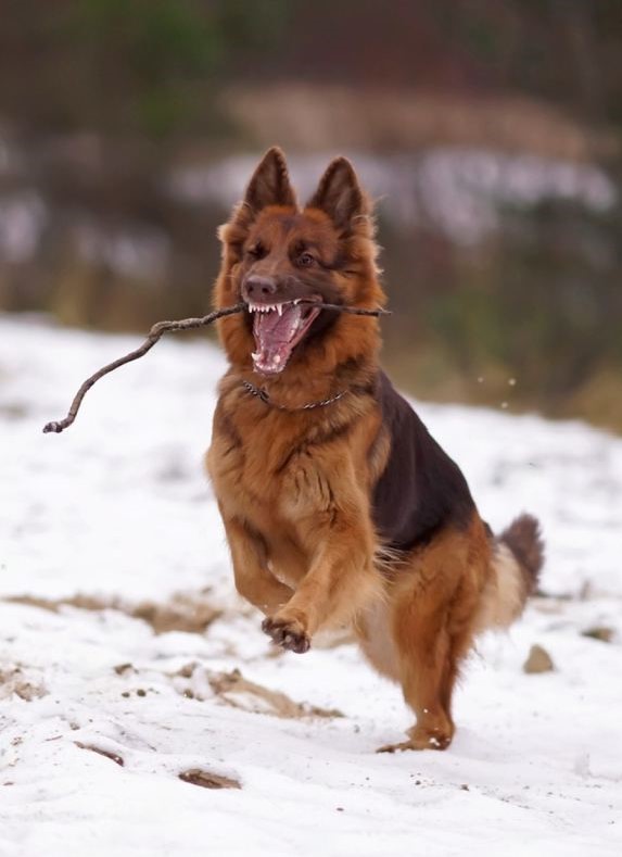 liver gsd running with stick in mouth