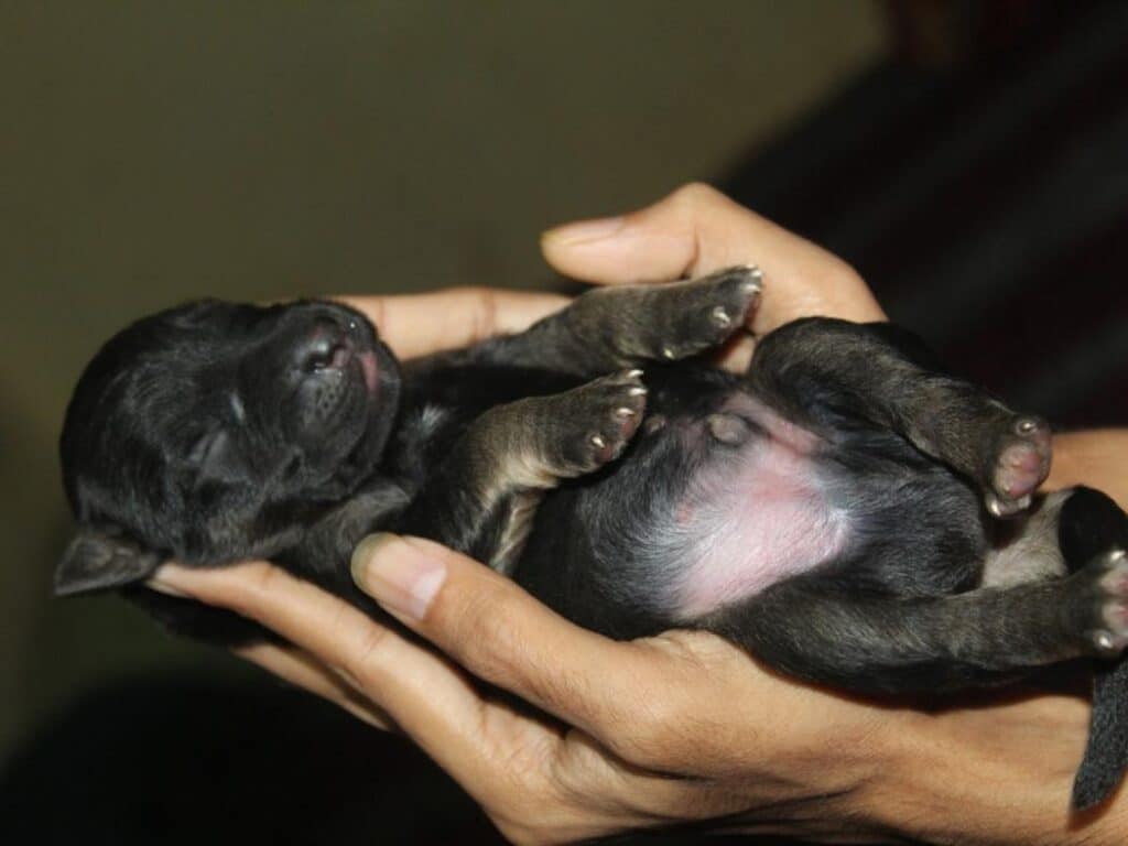 new born german shepherd puppy