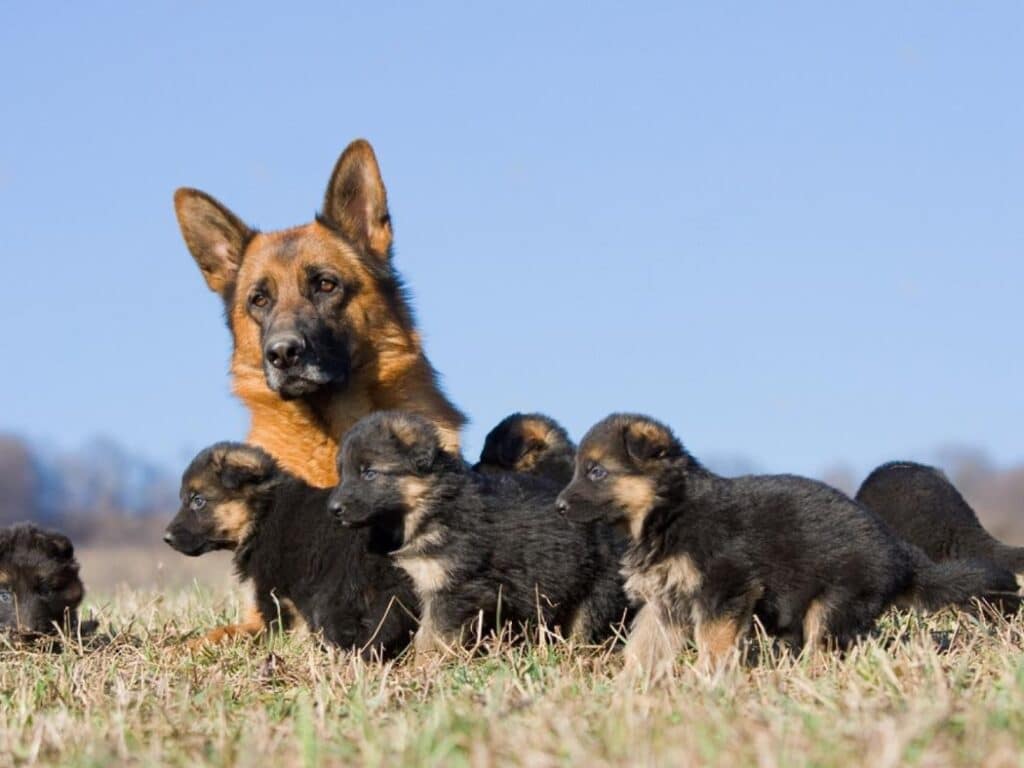 how many puppies can a German shepherd have first litter