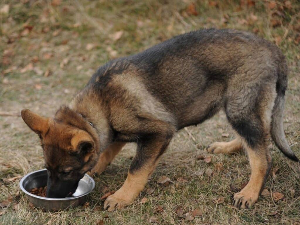 how much to feed a german shepherd puppy