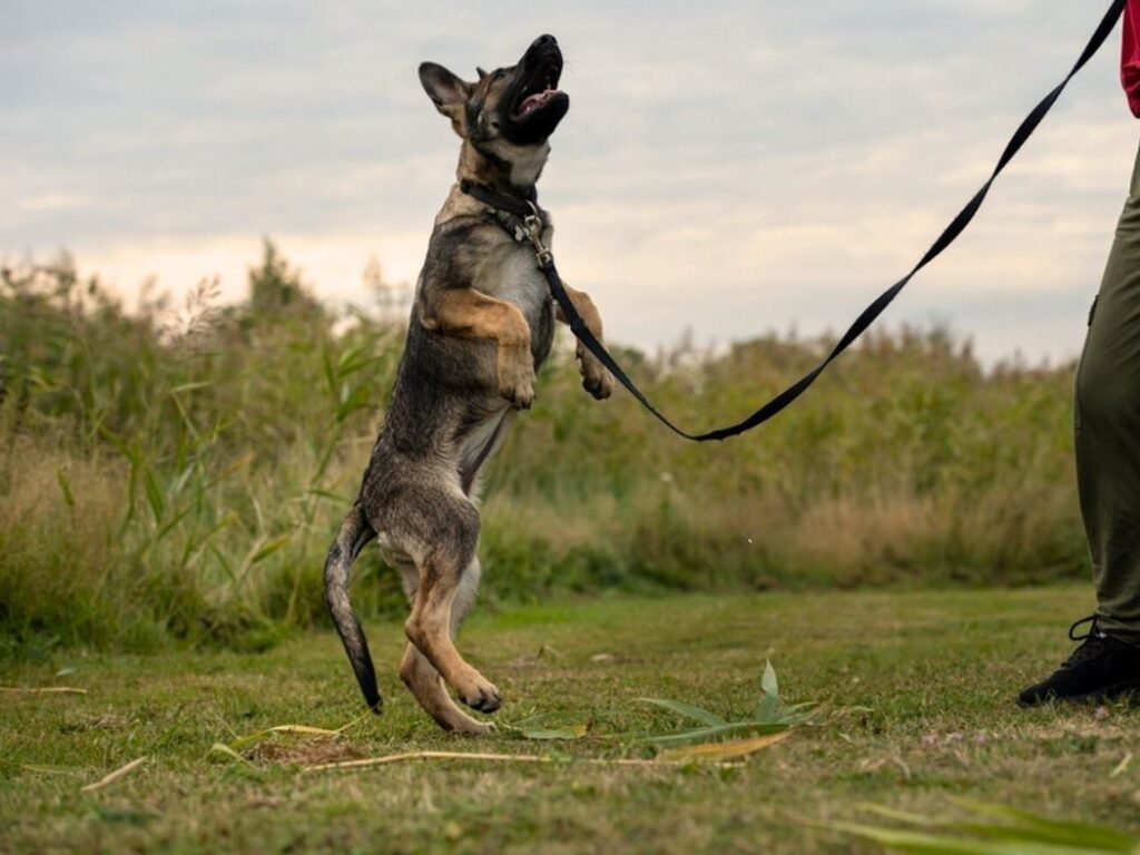 Image of a 4 month old german shepherd puppy jumping
