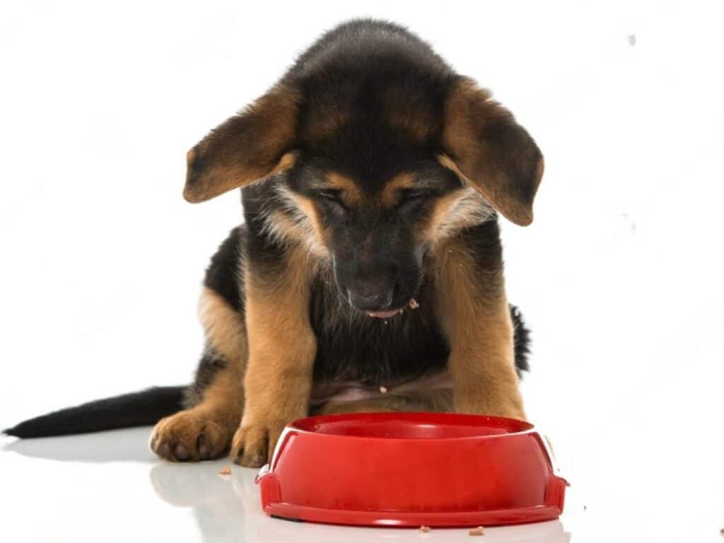 gsd pup looking at food bowl