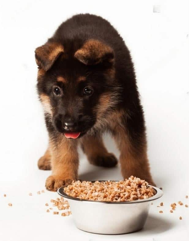 german shepherd puppy looking at food