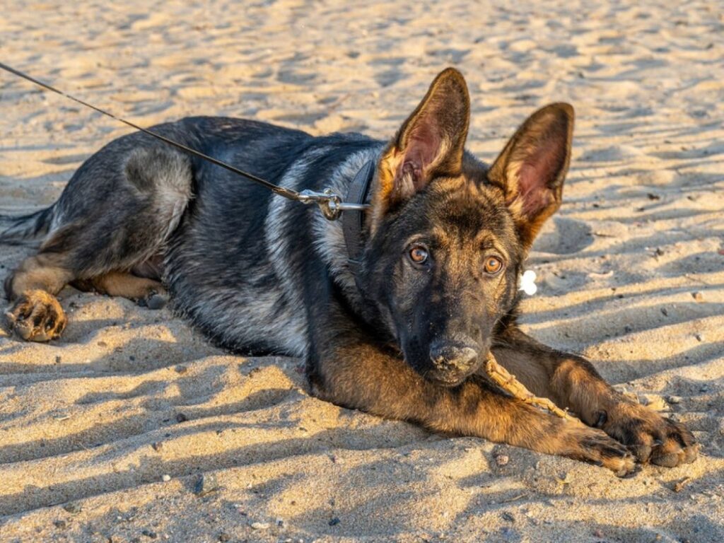 4 month old german shepherd sitting in sand