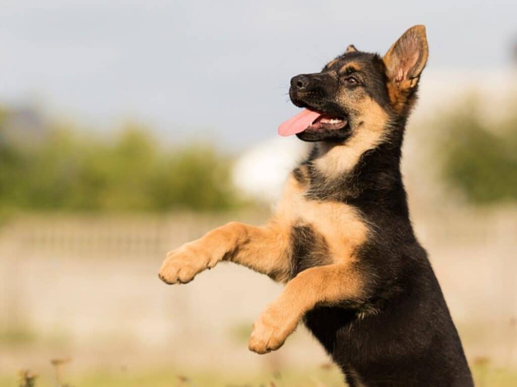 How To Discipline a German Shepherd Puppy