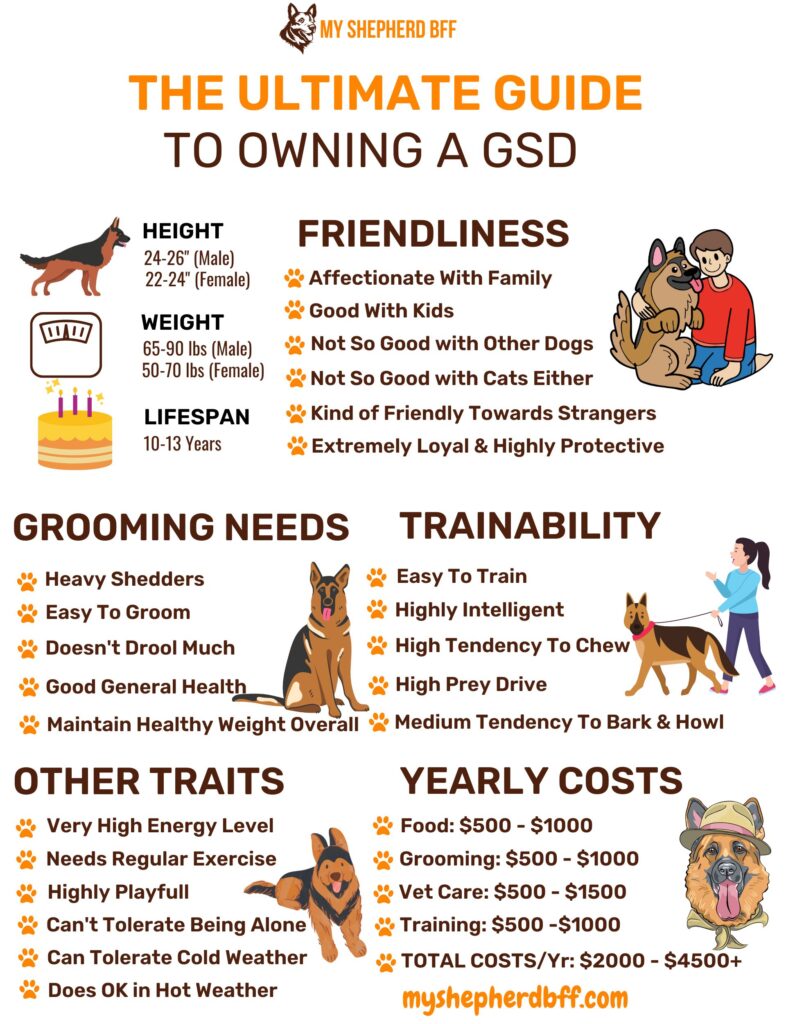 everything you want to know about owning a german shepherd