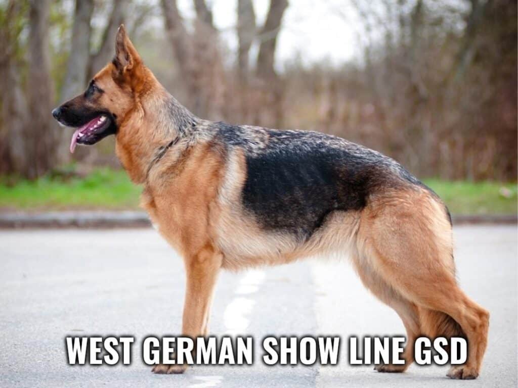 Types of German Shepherds - A west german show line german shepherd