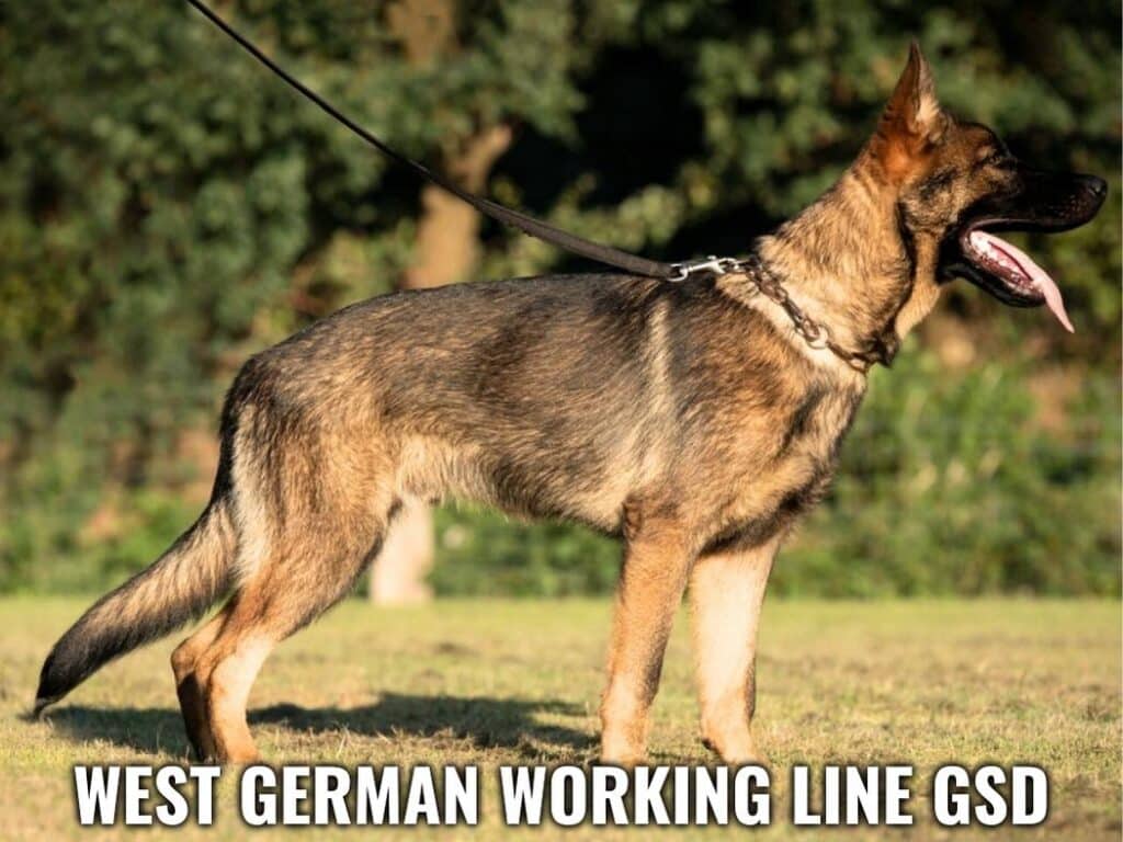 A West German Working Line GSD