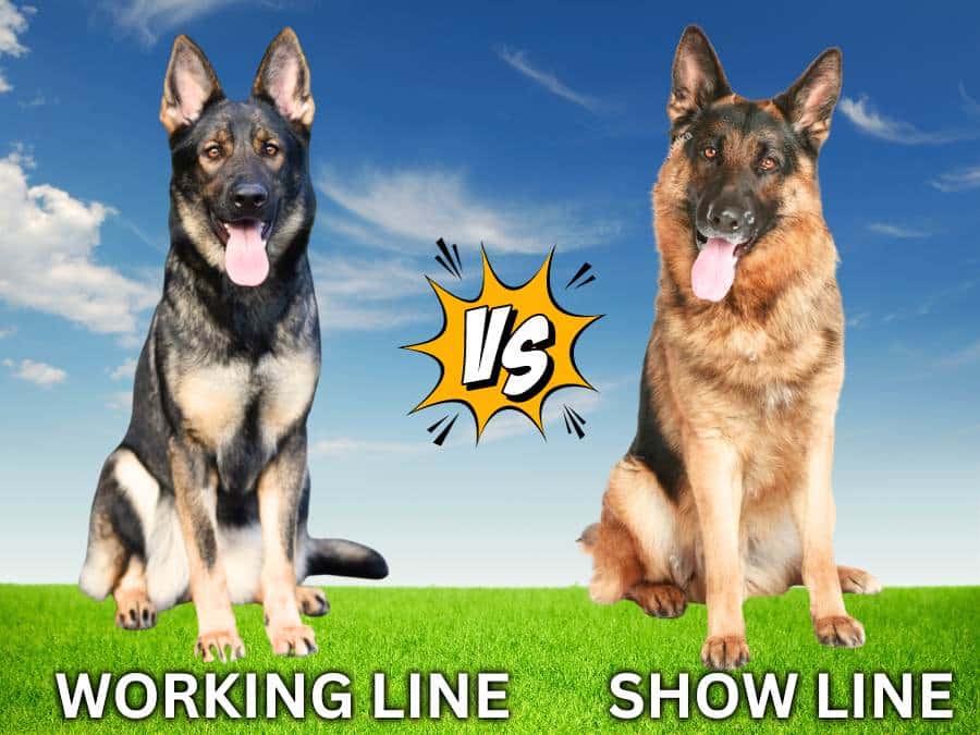 Pros and cons of types of German Shepherds